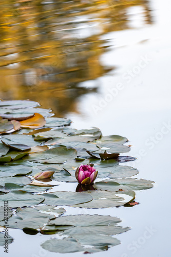 Fototapeta Naklejka Na Ścianę i Meble -  Single pink water lily flower with green lily pads on a pond, fall color reflected on the water
