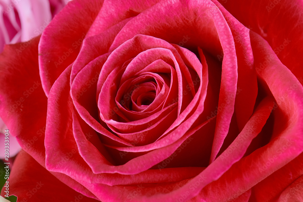 One pink rose close-up. Macro photo, beautiful floral background. One pink rose close-up. Macro photo, beautiful floral background.