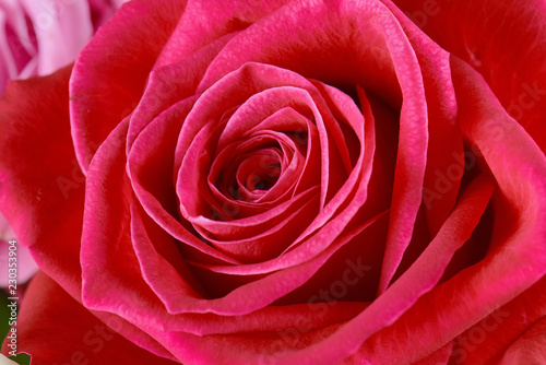 One pink rose close-up. Macro photo  beautiful  floral background.