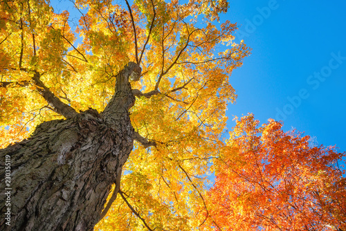 Upward view of a large maple trees with bright orange and golden yellow autumn foliage leaves against blue sky. 