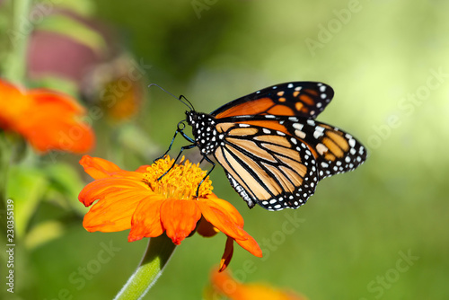 Monarch butterfly  Danaus plexippus  feeding on Mexican sunflower 