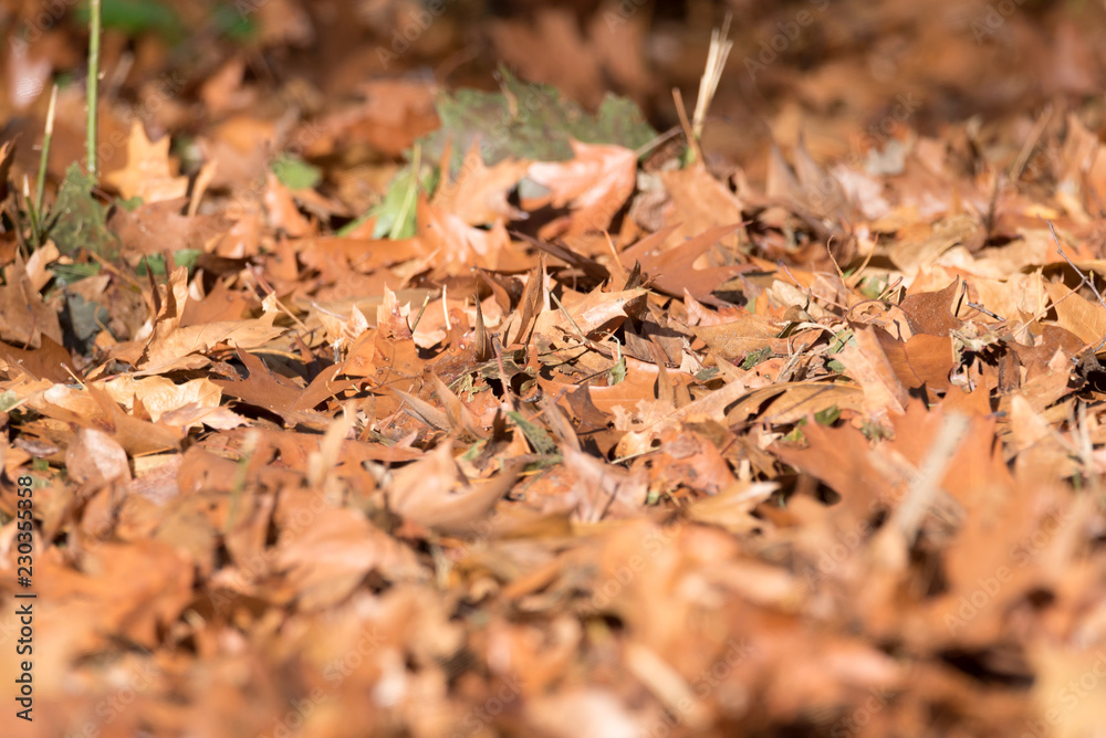 Herbst und Laub auf der Straße Herbst und Laub auf der Straße