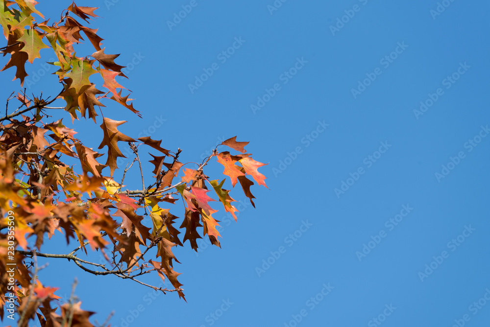 Ein Baum und Blätter im Herbst Ein Baum und Blätter im Herbst