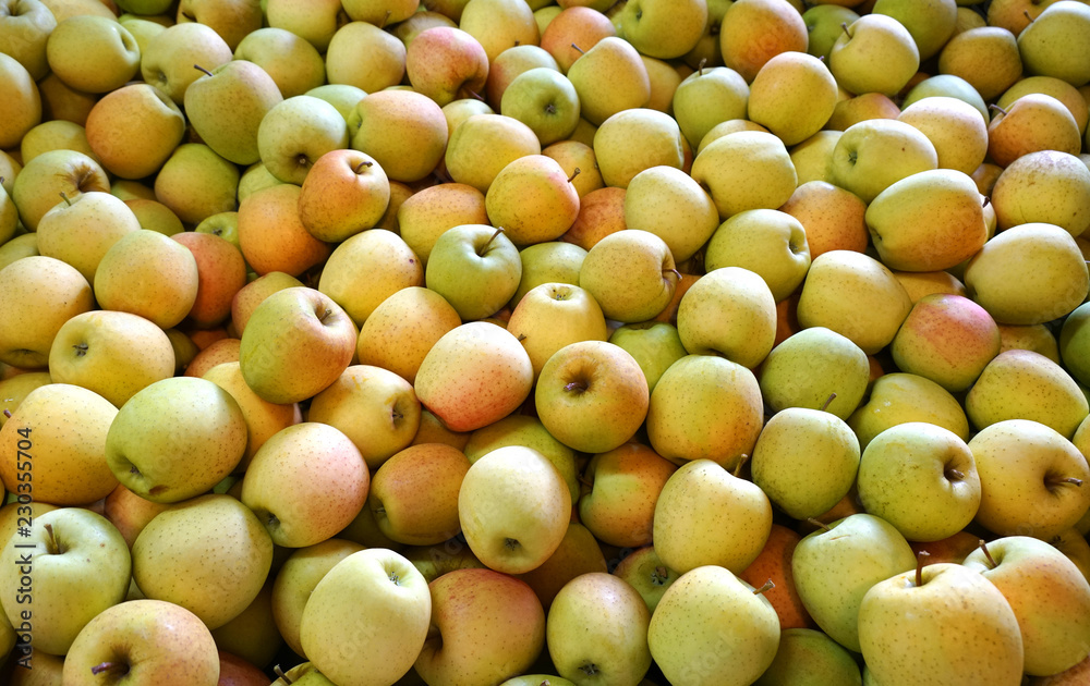 Fresh picked golden delicious apples background in the harvest season Fresh picked golden delicious apples background in the harvest season