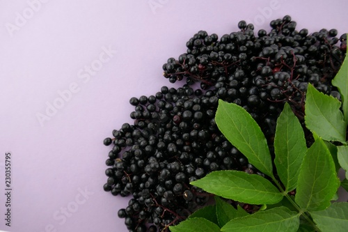 elderberry ( Sambucus ).Elderberry berries bunch on a light lilac background.Fresh fruit black elderberry. Harvest, food. photo