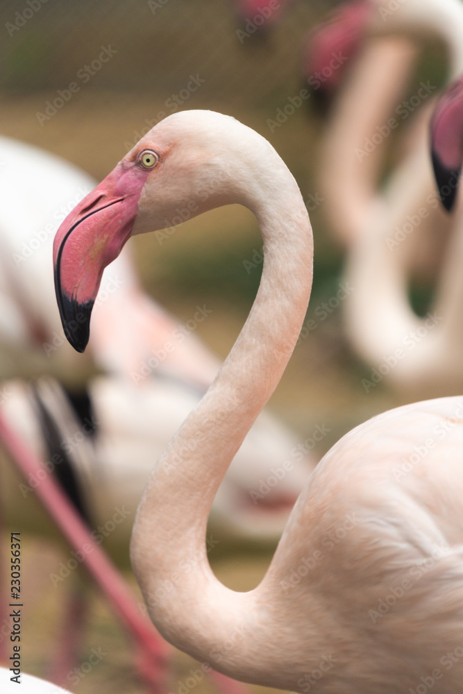Naklejka premium The Group of Pink flamingo