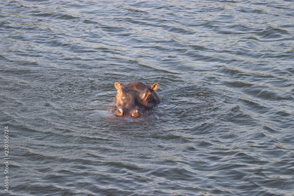 Obraz premium Zambezi Hippo