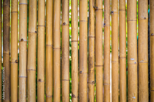 Nature bamboo fence