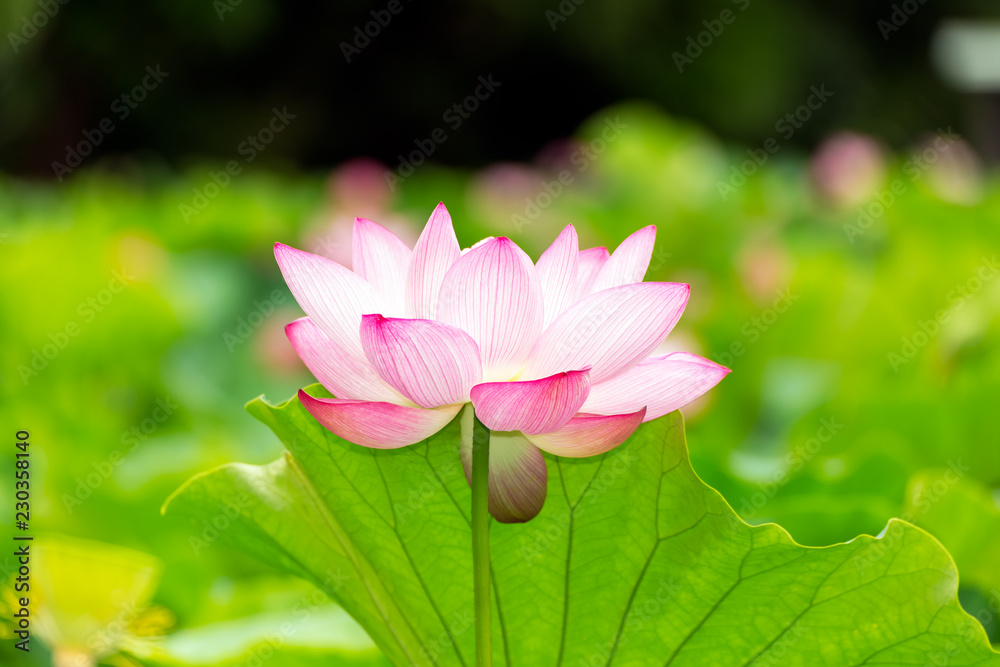Lotus Flower.Background is the lotus leaf and lotus bud and lotus flower.Shooting location is Yokohama, Kanagawa Prefecture Japan.