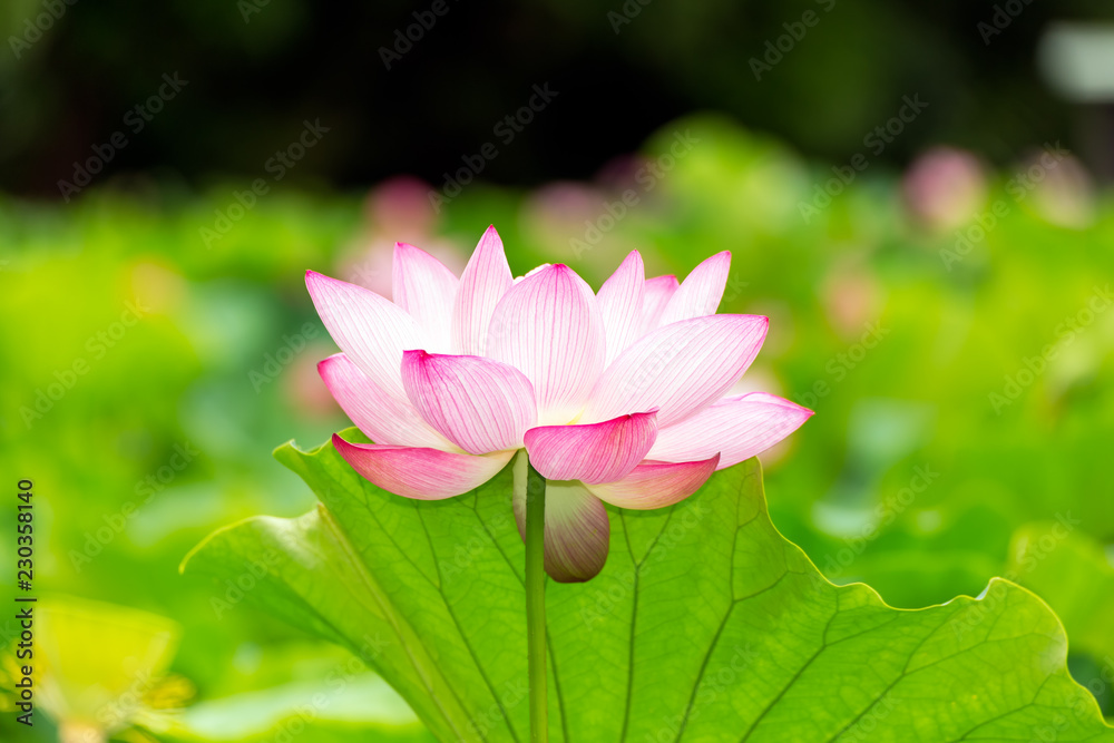 Lotus Flower.Background is the lotus leaf and lotus bud and lotus flower.Shooting location is Yokohama, Kanagawa Prefecture Japan. Lotus Flower.Background is the lotus leaf and lotus bud and lotus flower.Shooting location is Yokohama, Kanagawa Prefecture Japan.