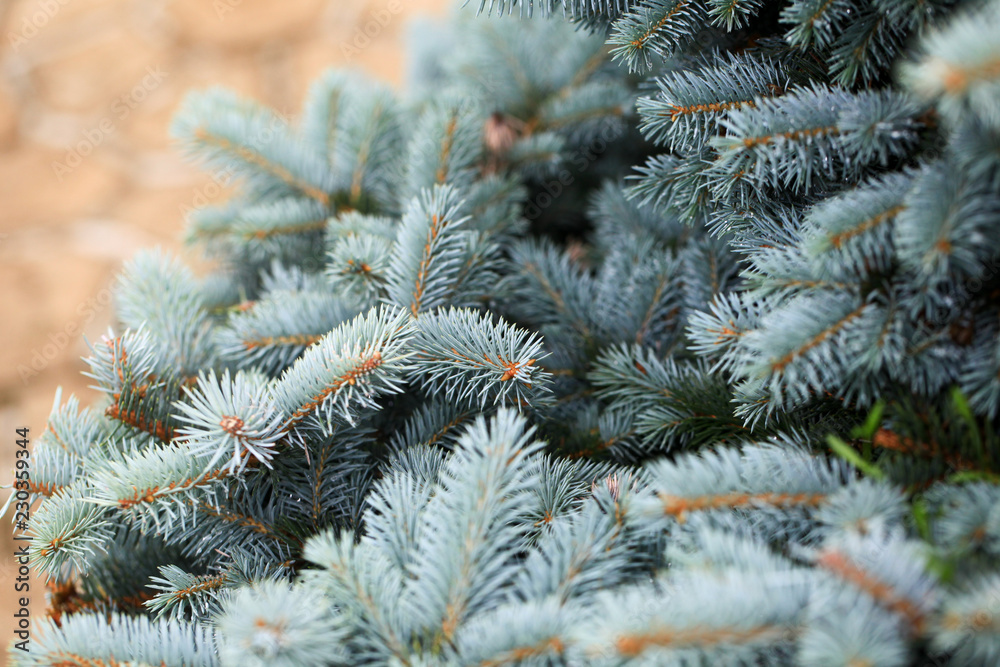 Young decorative blue spruce. Needles of blue spruce close-up. Texture. Natural blurred background.