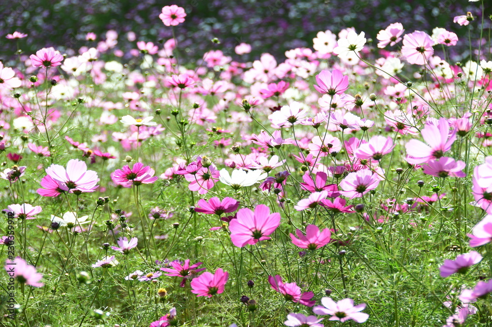 コスモスの花