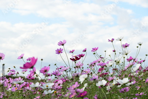 コスモスの花 © tomo