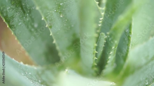 Water drops on aloe vera plant