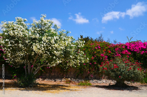 Blooming Oleander (Oleander Nerium) bush with beautiful white flowers and pink bougainvillea in the park of Tenerife,Canary Islands,Spain.Tropical flora concept.Selective focus.