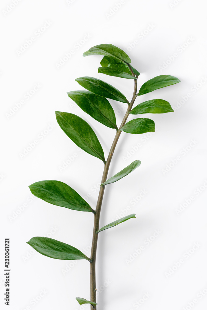 Tropical plants Zamioculcas branch white background top view