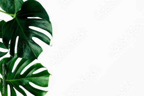 Tropical leaves Monstera white background copy space top view flat lay