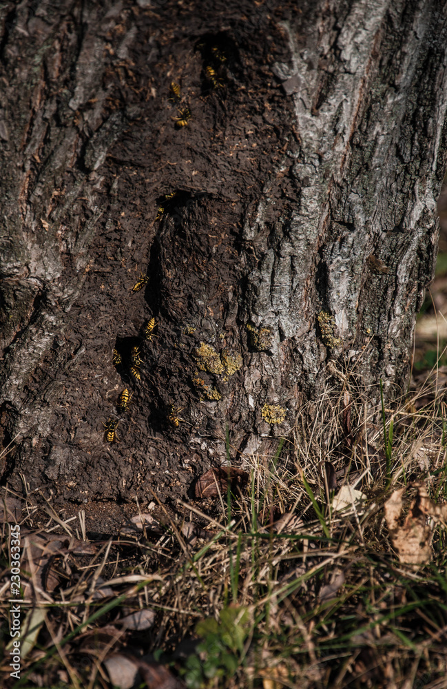 wild wasps that live in hollow tree wild wasps that live in hollow tree