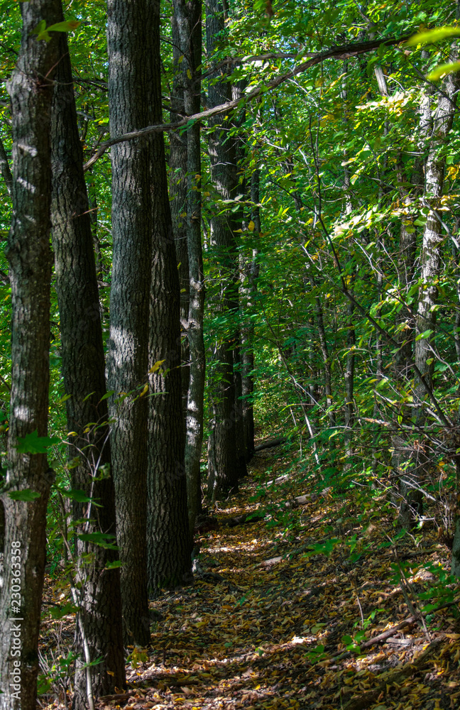 path in the forest path in the forest