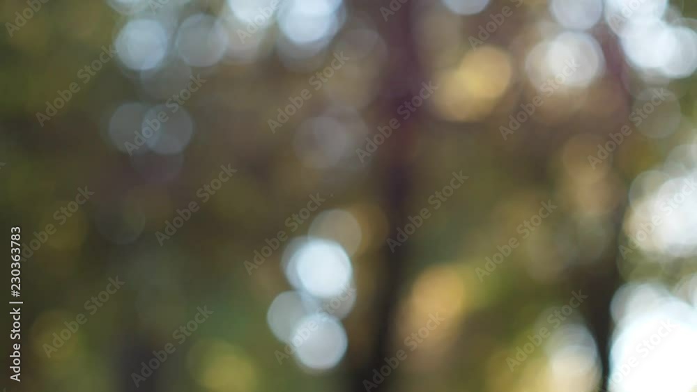 Trees and Lens Flare 2 Trees and Lens Flare 2