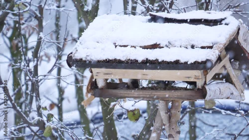 Vogelhäuschen 8 Slowmotion Vogelhäuschen 8 Slowmotion