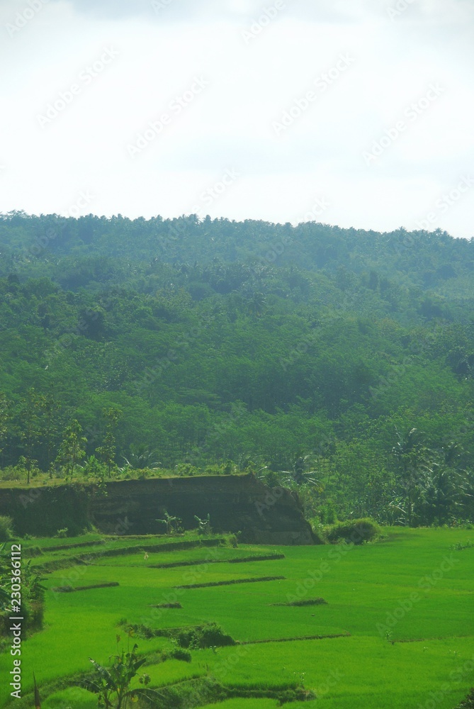 Greenery fields of Java Land Greenery fields of Java Land
