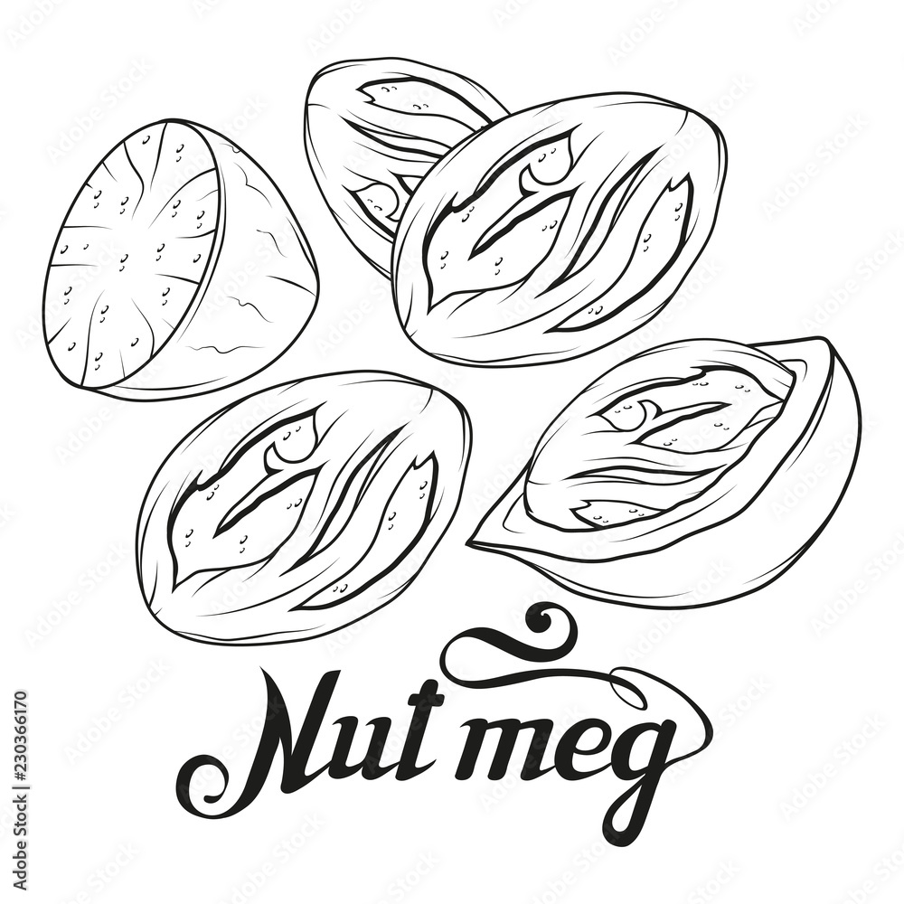 hand drawn nutmeg powder, spicy ingredient, nutmeg logo, healthy organic food, spice nutmeg isolated on white background, culinary herbs, label, food, natural healthy food, vector graphic to design hand drawn nutmeg powder, spicy ingredient, nutmeg logo, healthy organic food, spice nutmeg isolated on white background, culinary herbs, label, food, natural healthy food, vector graphic to design