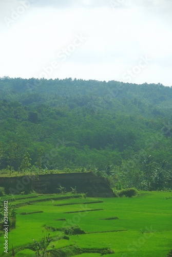 Greenery fields of Java Land