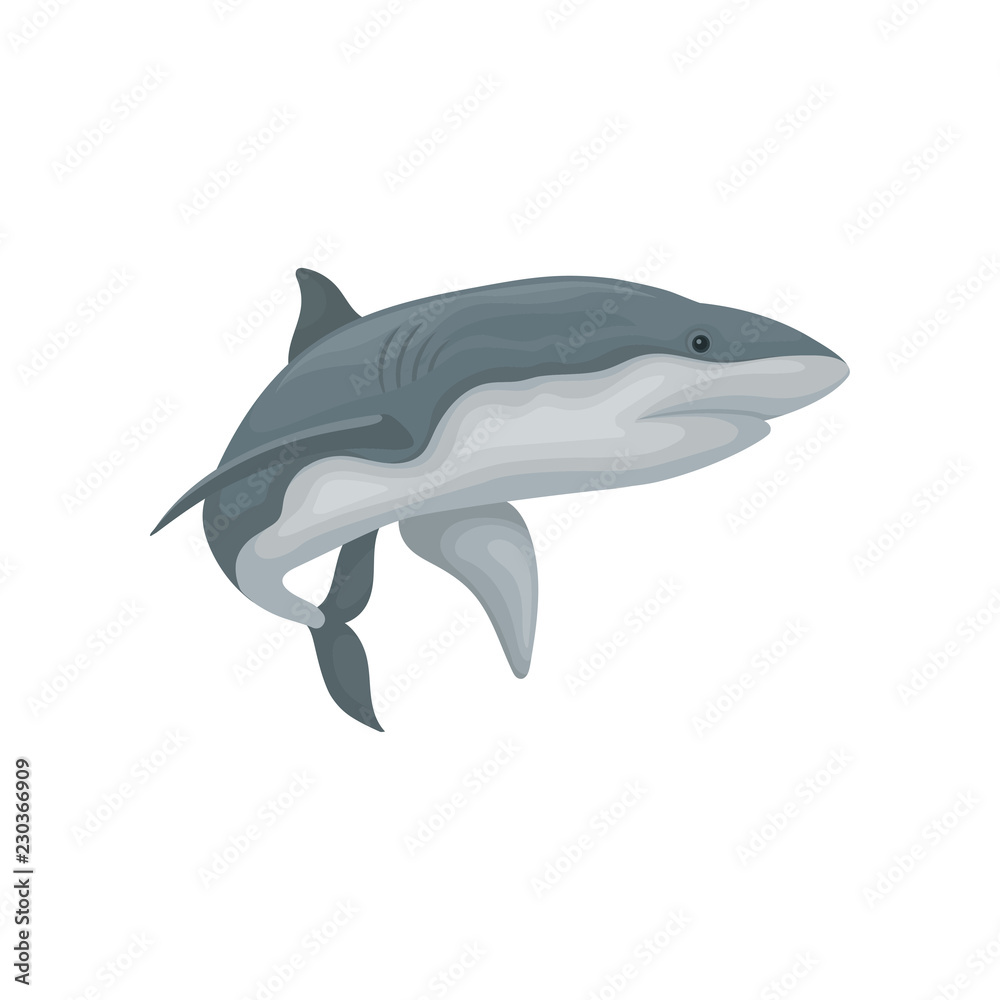 Obraz premium Swimming angry shark sea animal fish vector Illustration on a white background