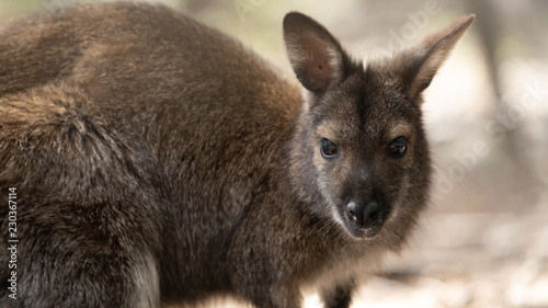 Wallaby Australia Close up