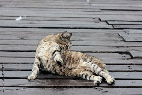 cat resting on a boardwalk pier © albert