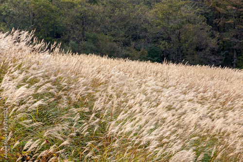 Japanese pampas grass at Yamanakako Village, Yamanashi Prefecture, Japan.