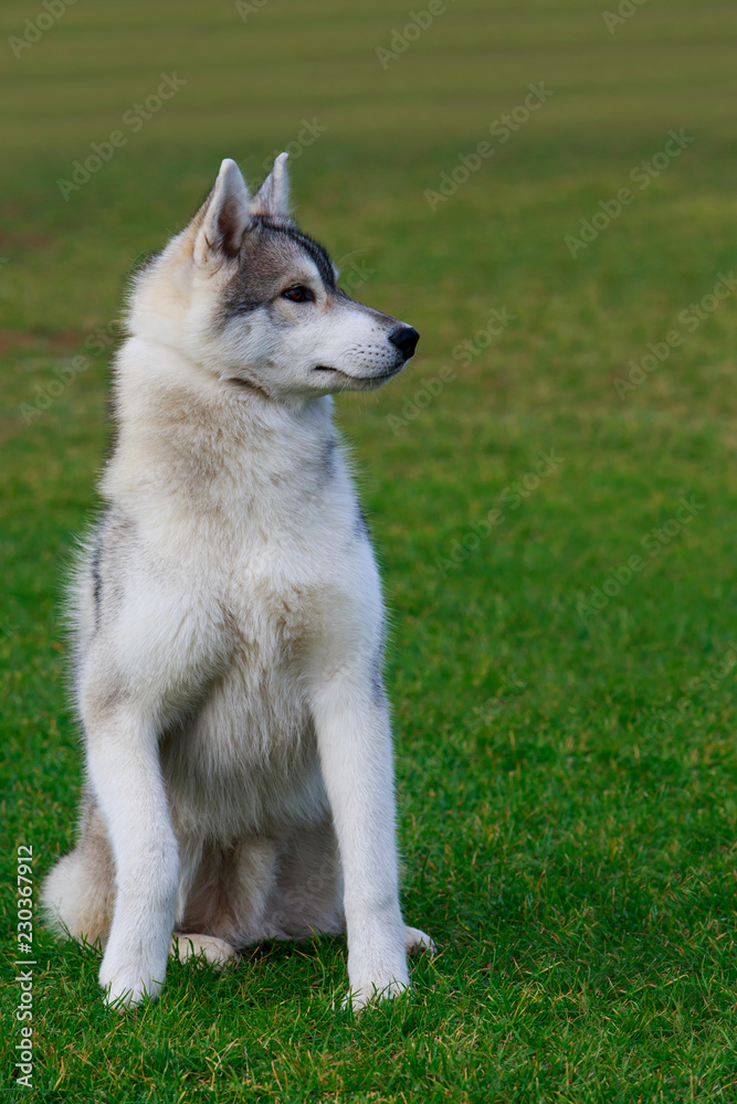 Dog breed Siberian husky