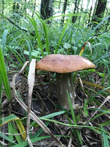 Fotografie mushroom in forest