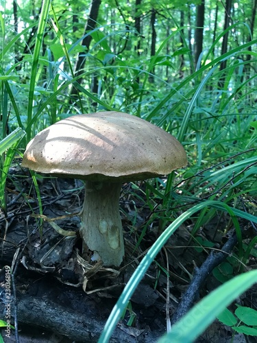 Obraz na płótnie mushroom in forest