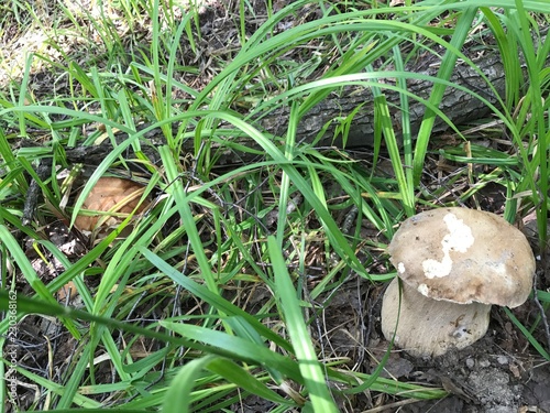 Bild auf Leinwand mushroom in grass