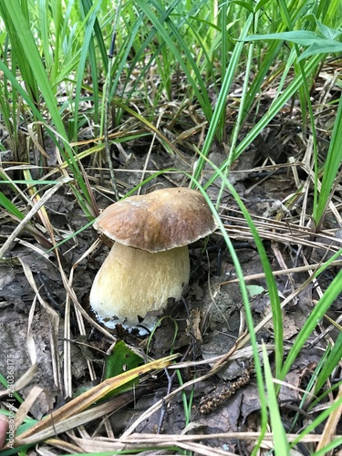 Fotografie mushroom in the forest