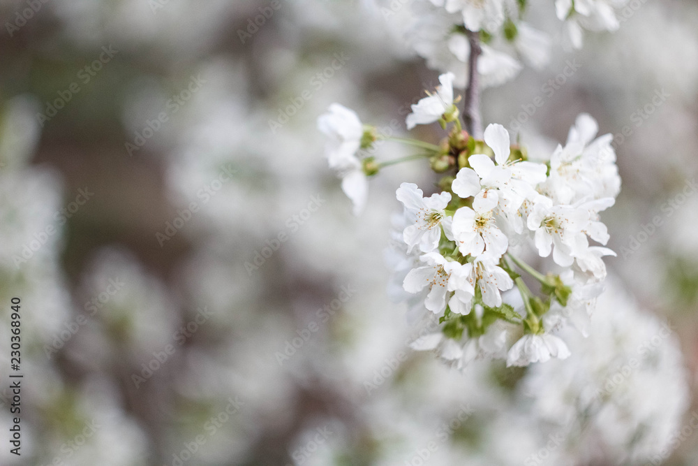 blooming cherry tree in spring