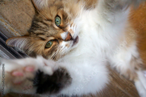 a fluffy cat is stretching his paw