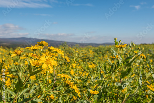 Feld mit Gründünger im Herbst