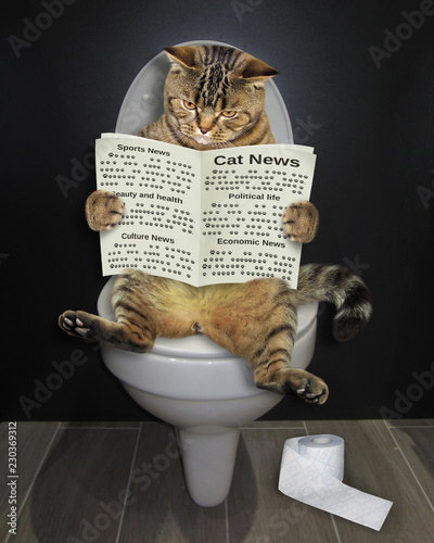 The cat is sitting on the toilet bowl and reading a newspaper.