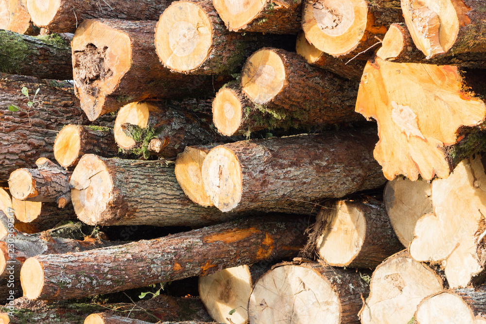Many sawed tree trunks nature protection concept Many sawed tree trunks nature protection concept