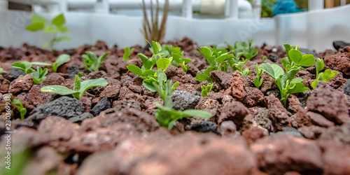 Growing summer squash through an aquaponics system photo