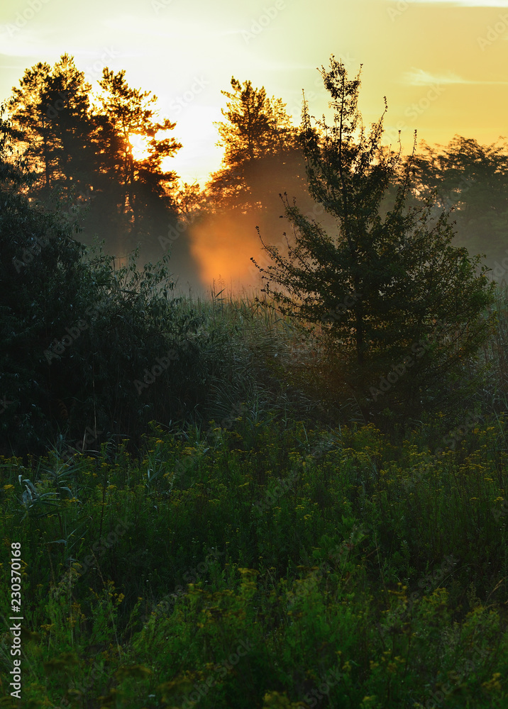 Spruce in the middle of a meadow, morning light