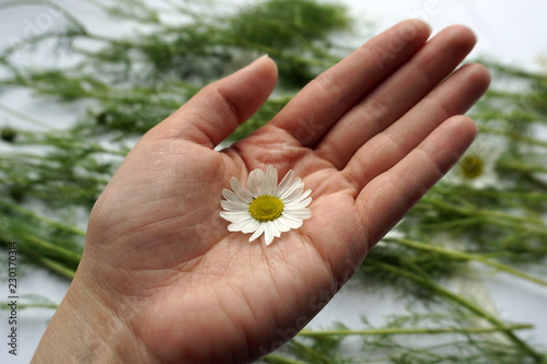 Chamomile on palm perspective