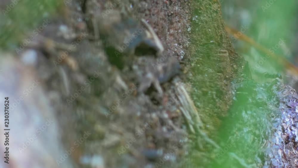 Black ant in forest. Close-up dolly shot Black ant in forest. Close-up dolly shot