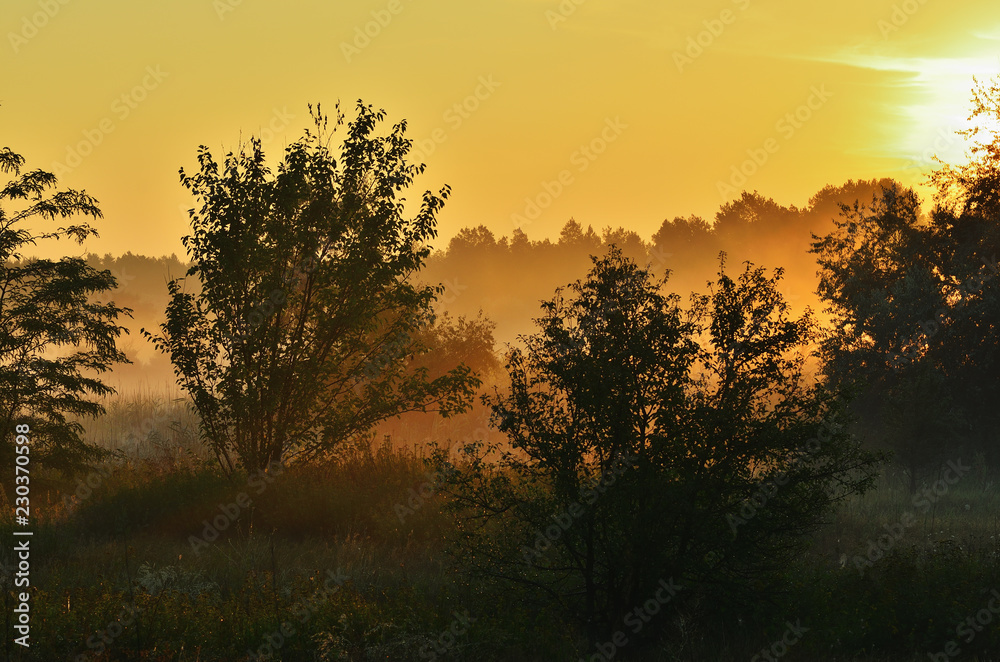 Shrubs and trees in a meadow under sunlight and fog