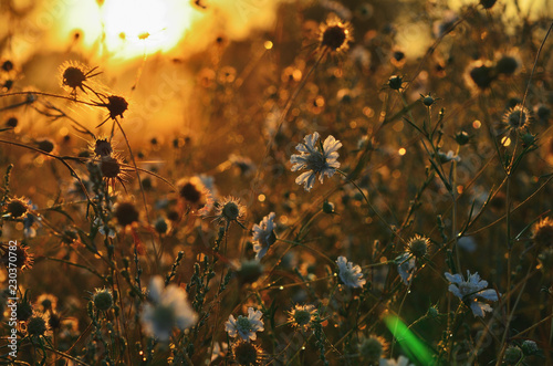 Steppe flowers in the morning sun on the outside © xzgorik