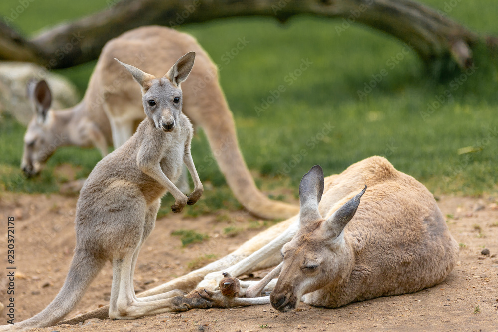 kangourou bébé