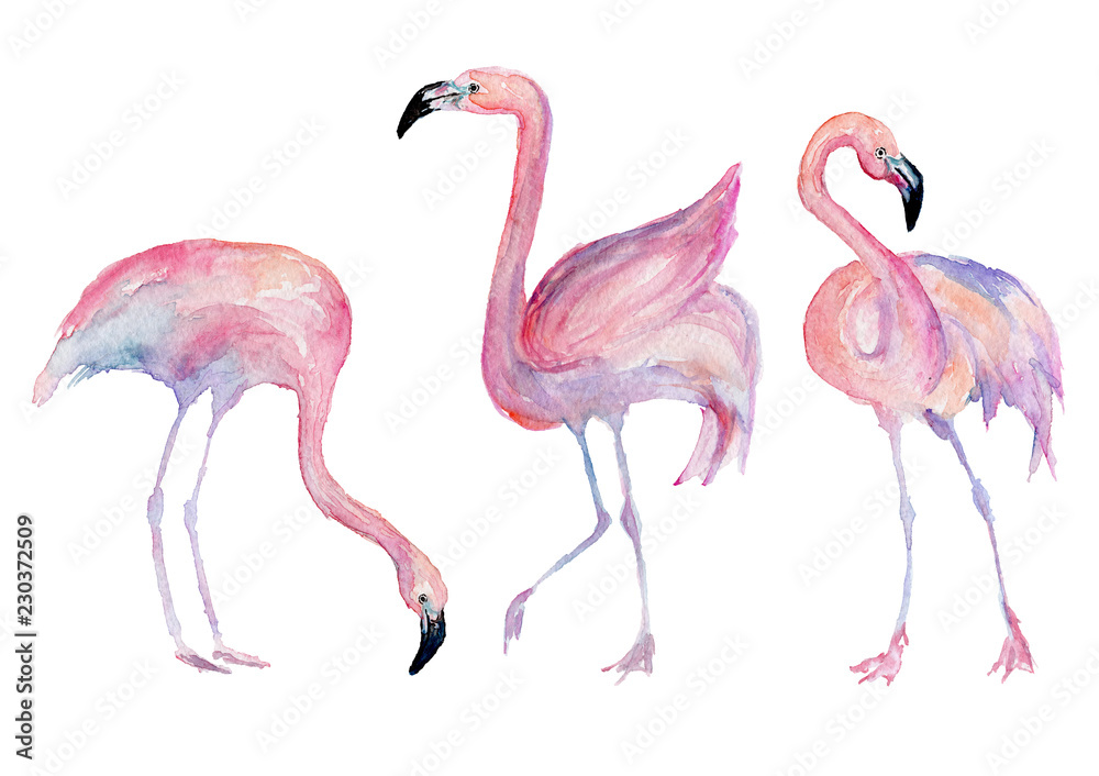 Obraz premium Watercolor flamingo. Painted image.